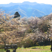 通り抜けの桜の画像