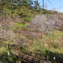 通り抜けの桜の画像