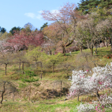 通り抜けの桜の画像