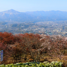 美の山公園桜の画像