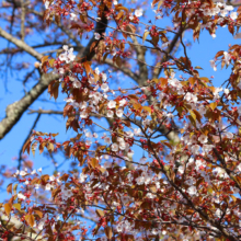 美の山公園桜の画像