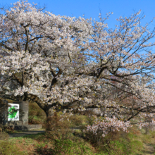 美の山公園桜の画像