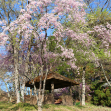 美の山公園桜の画像