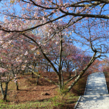 美の山公園桜の画像