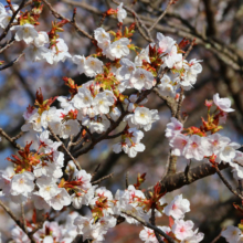 美の山公園桜の画像