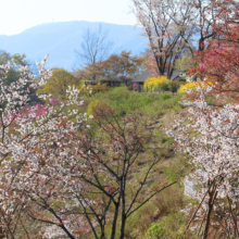 美の山公園桜の画像