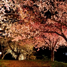 通り抜けの桜 ライトアップの画像