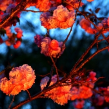 通り抜けの桜 ライトアップの画像