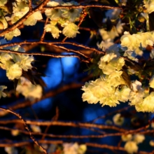 通り抜けの桜 ライトアップの画像