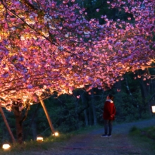 通り抜けの桜 ライトアップの画像