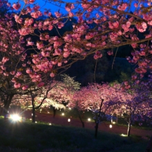 通り抜けの桜 ライトアップの画像