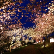 通り抜けの桜 ライトアップの画像