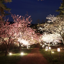 通り抜けの桜 ライトアップの画像