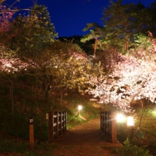 通り抜けの桜 ライトアップの画像