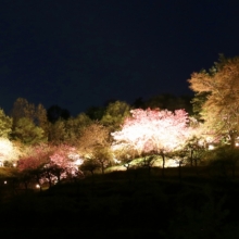 通り抜けの桜 ライトアップの画像