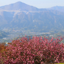 美の山公園桜の画像