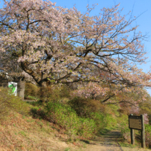 美の山公園桜の画像