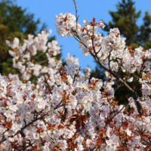 美の山公園桜の画像