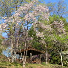 美の山公園桜の画像