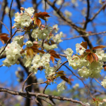 美の山公園桜の画像