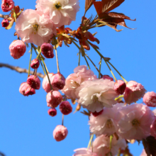 美の山公園桜の画像