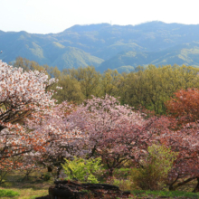 美の山公園桜の画像