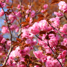 美の山公園桜の画像