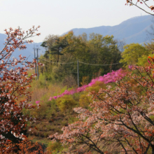 美の山公園桜の画像