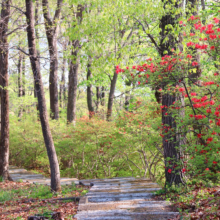 美の山公園ヤマツツジの画像