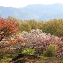 美の山公園花の森八重桜の画像