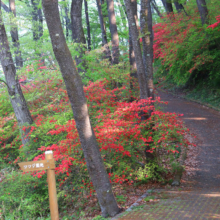 美の山公園ヤマツツジの画像