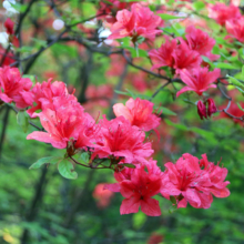 美の山公園ヤマツツジの画像