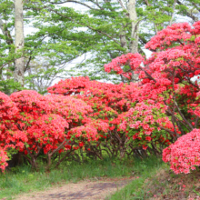 美の山公園ヤマツツジ