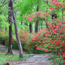 美の山公園ヤマツツジ