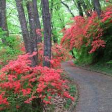 美の山公園ヤマツツジ