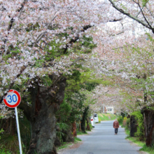 長瀞南桜通りの画像