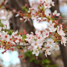 長瀞南桜通りの画像