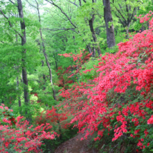 美の山公園ヤマツツジ