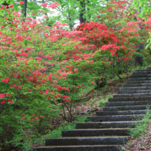 美の山公園ヤマツツジ