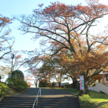 美の山公園桜の画像