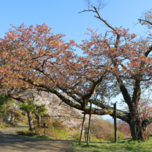 美の山公園桜の画像