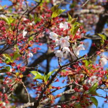 美の山公園桜の画像