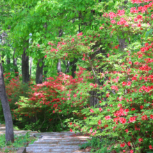 美の山公園ヤマツツジの画像