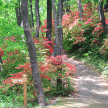 美の山公園ヤマツツジの画像