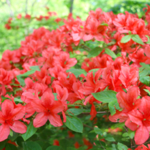 美の山公園ヤマツツジの画像