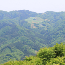 美の山公園ヤマツツジの画像