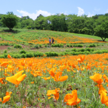 花の里ハナビシソウ園