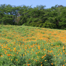 花の里ハナビシソウ園