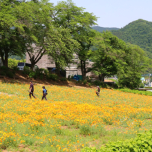 花の里ハナビシソウ園