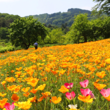 花の里ハナビシソウ園